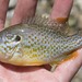 Green × Orangespotted Sunfish - Photo (c) Cody Hough, all rights reserved, uploaded by Cody Hough