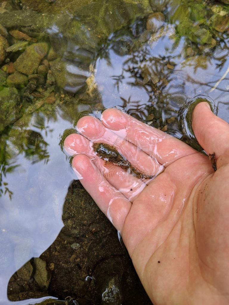 Coastrange Sculpin From Healdsburg Ca 95448 Usa On June 15 2020 At