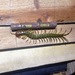 Scolopendra subcrustalis - Photo (c) Alfie Martin-Parsons, all rights reserved, uploaded by Alfie Martin-Parsons