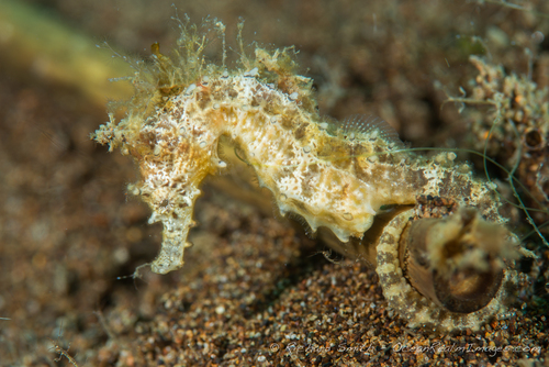 Barbour's Seahorse - Photo (c) Richard Smith, all rights reserved, uploaded by Richard Smith