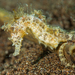 Barbour's Seahorse - Photo (c) Richard Smith, all rights reserved, uploaded by Richard Smith