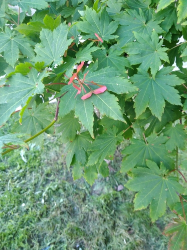 Korean maple