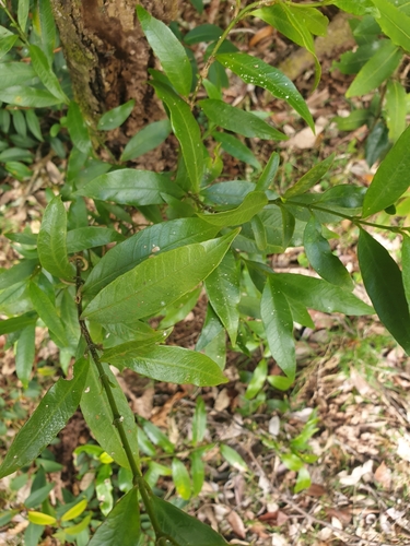 Melodinus acutiflorus F.Muell.