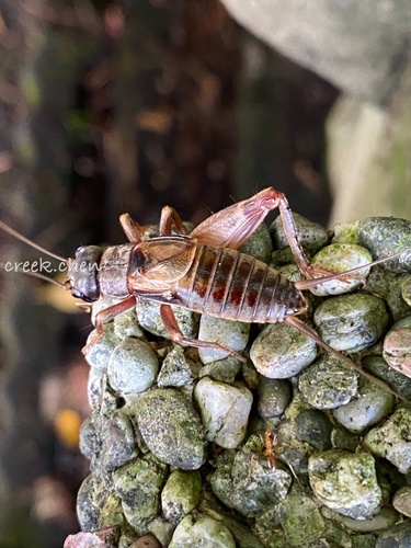 Duolandrevus coulonianus