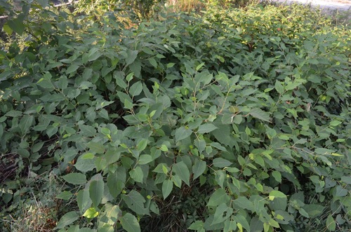 Caribbean Pine mature seed cone