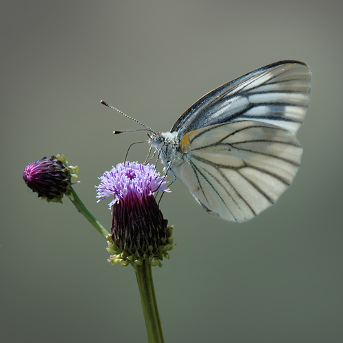 Asian Green-veined White