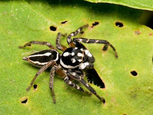 Freya decorata (C.L.Koch, 1846)