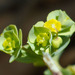 Mojave Spurge - Photo (c) BJ Stacey, all rights reserved