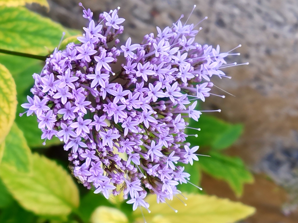 Blue throatwort