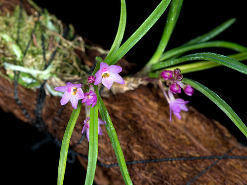 Nana Orchid