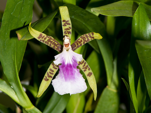 Aspasia lunata