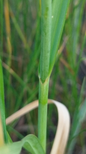 Purple-flowered Garlic