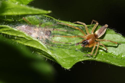 Clubiona lutescens