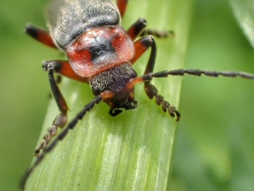 Raudonkojis Minkštavabalis nuotrauka