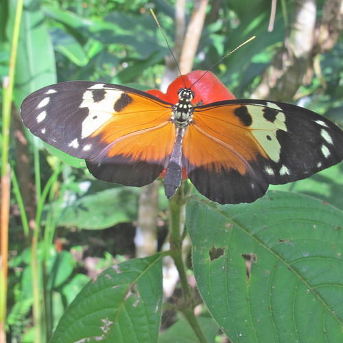 Tiger Longwing