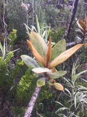 Ocotea calophylla image