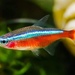 Cardinal Tetra - Photo (c) brookej, all rights reserved