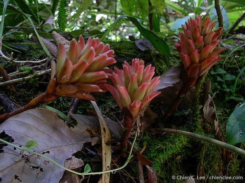 Amomum epiphyticum