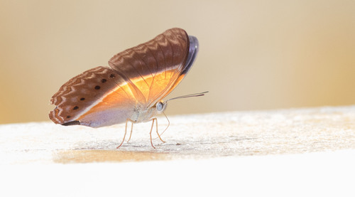 Cirrochroa regina · iNaturalist