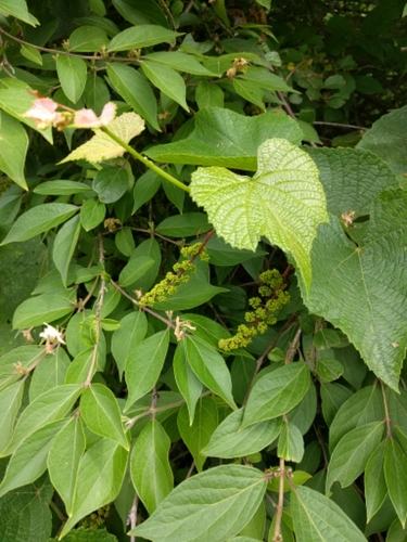 possum grape (Vitis trifoliata)