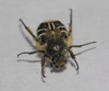 Bee-mimic Beetle - Photo (c) Owen Ridgen, all rights reserved, uploaded by Owen Ridgen