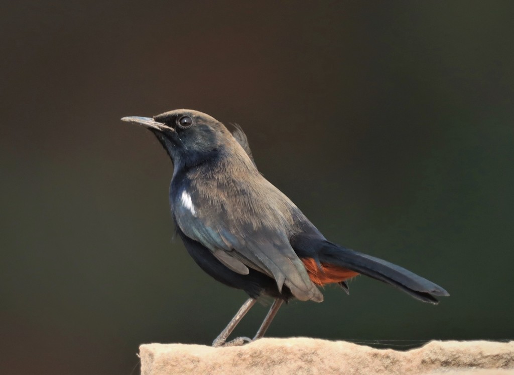 Indian Robin photo