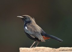 Indian Robin - Photo (c) Craig Evans, all rights reserved, uploaded by Craig Evans