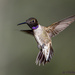 Black-chinned Hummingbird - Photo (c) Michael Gray, all rights reserved, uploaded by Michael Gray