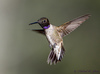 Black-chinned Hummingbird - Photo (c) Michael Gray, all rights reserved, uploaded by Michael Gray