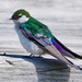 Violet-green Swallow - Photo (c) Wendy Feltham, all rights reserved, uploaded by Wendy Feltham