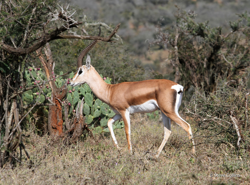 Grant's Gazelle