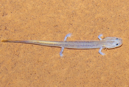Western Grotto Salamander