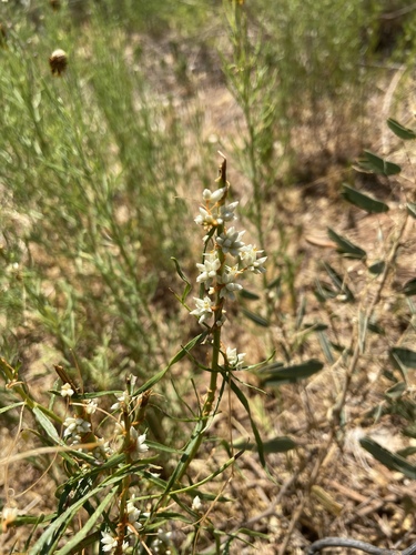 scaleflower dodder (Cuscuta squamata)