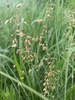 Northern Sweetgrass - Photo (c) Caleb Muskwa, all rights reserved, uploaded by Caleb Muskwa