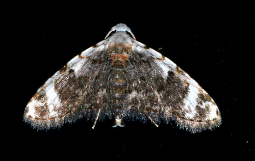Araeopteron poliobapta