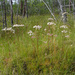 Ostericum tenuifolium - Photo (c) Urgamal Magsar, all rights reserved, uploaded by Urgamal Magsar