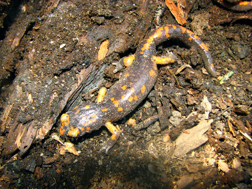 iNaturalist observation photo of Sierra Nevada Ensatina