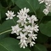 Four-leaved Milkweed - Photo (c) summerfog, all rights reserved, uploaded by summerfog