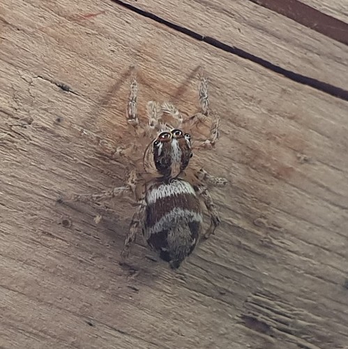 Plexippus strandi