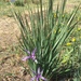 Iris ventricosa - Photo (c) nyambayar nyamjantsan, όλα τα δικαιώματα διατηρούνται, uploaded by nyambayar nyamjantsan