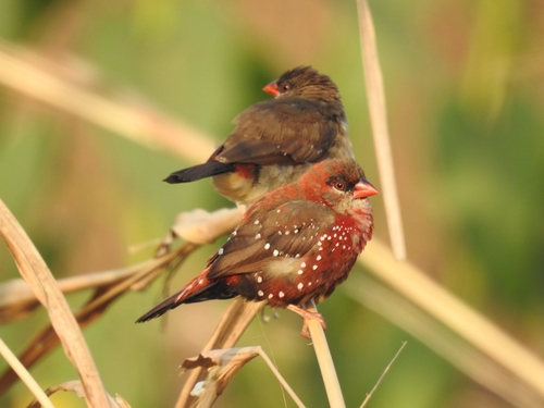 Red Avadavat