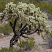 Chain-fruit Cholla - Photo (c) BJ Stacey, all rights reserved