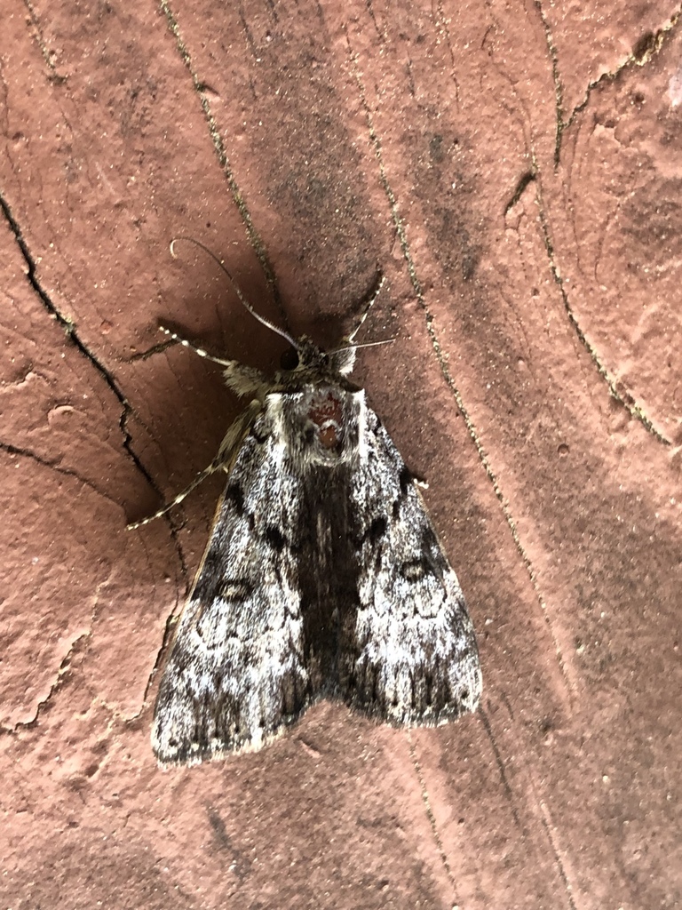 Underwing Moths from Overholt Trail, Sevierville, TN, US on June 17 ...