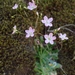Cantelow's Lewisia - Photo (c) Rick Wachs, all rights reserved, uploaded by Rick Wachs