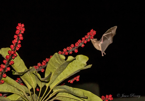 photo of Pallas's Long-tongued Bat (Glossophaga soricina)