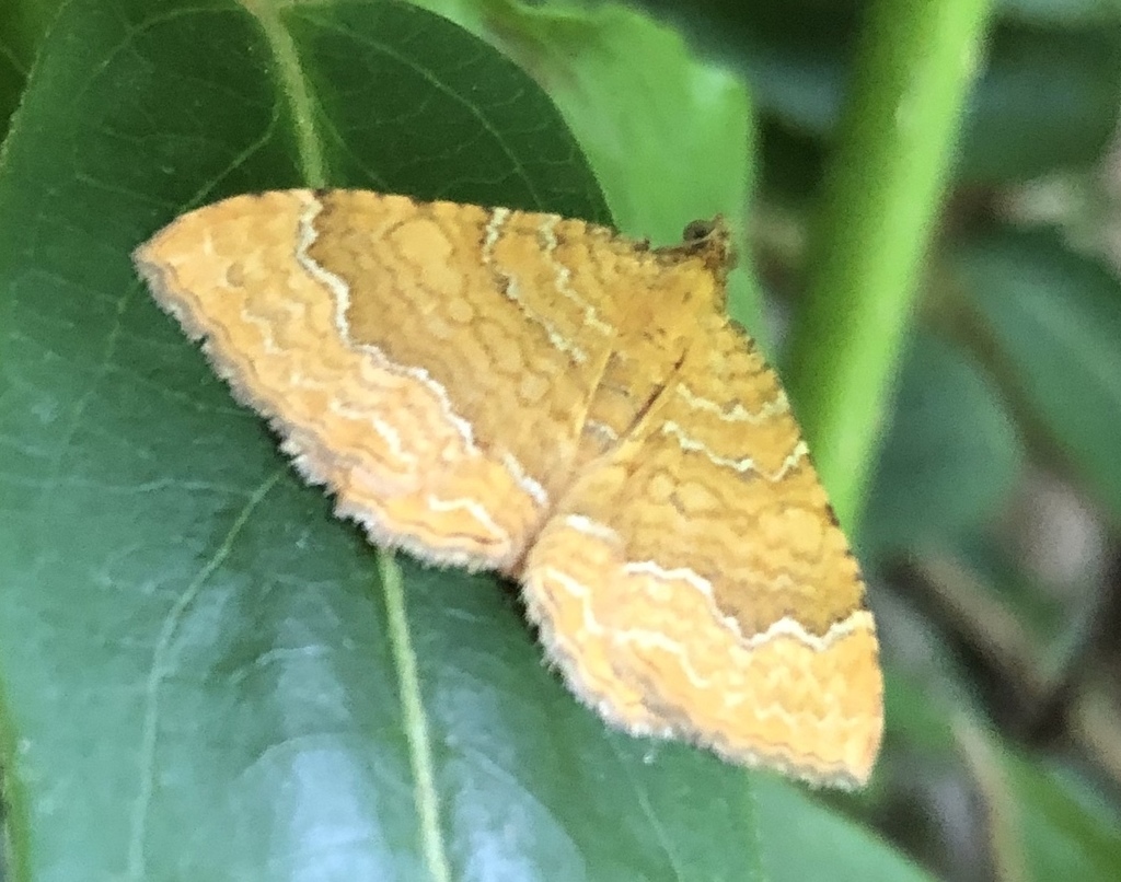 Yellow Shell (Buxton Day Flying Moths) · INaturalist