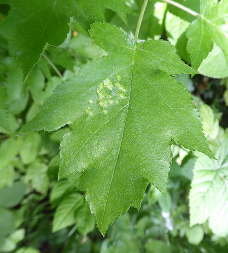Eriophyes torminalis