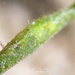 Phyllaplysia viridis - Photo (c) Emiko Kawamoto, all rights reserved, uploaded by Emiko Kawamoto