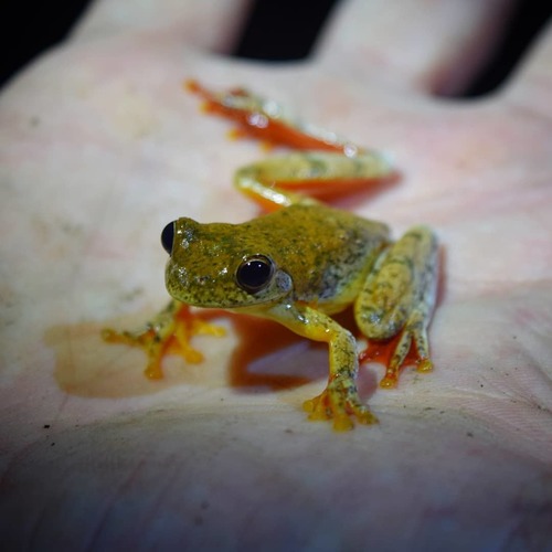 Mahogany Tree Frog