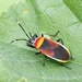 Harlequin Red Bug - Photo (c) austin1, all rights reserved
